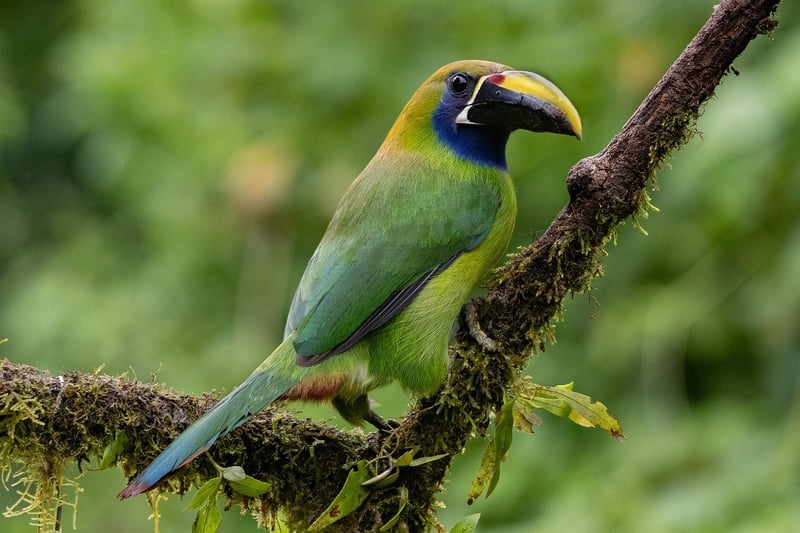 Toucan Bird